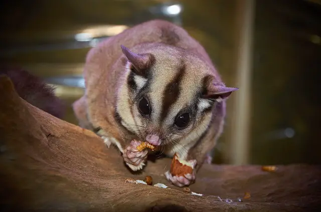 Where Are Sugar Gliders From? Origins and Natural Habitat Explained