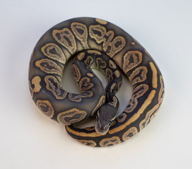 Are Ball Pythons Intelligent? Examining Their Cognitive Abilities