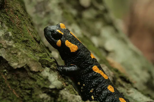 Tiger Salamanders: Shedding Habits Unveiled