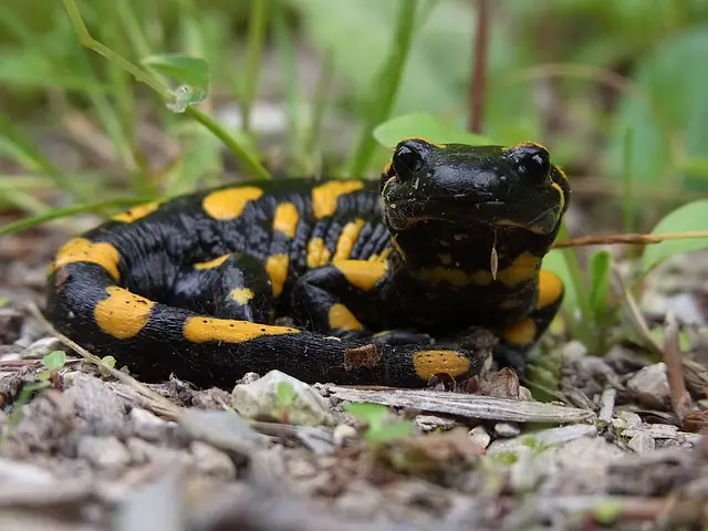 Owning a Tiger Salamander in California: What You Need to Know