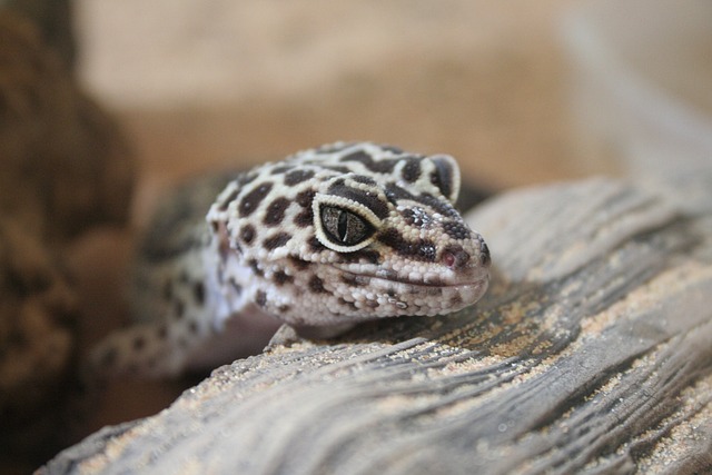 Leopard Gecko Socialization: Can They Coexist Peacefully?