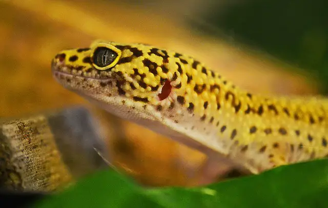 Yellow Spotted Lizard: Myth or Reality of a Lethal Bite?
