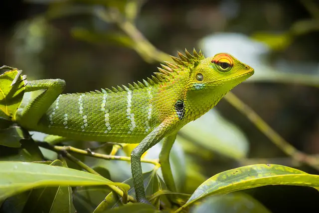 Eating Lizard Tails: What You Need to Know