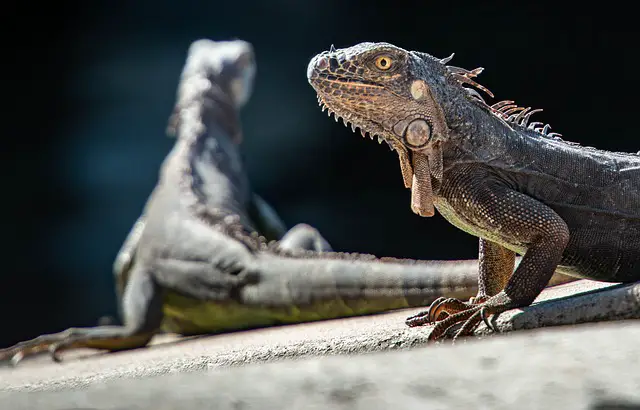 The Science Behind Why Lizards Are So Cute: Exploring the Factors That Make Them Adorable
