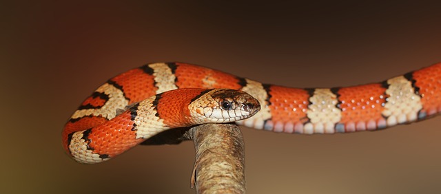 Do Snakes Have Taste Buds? Exploring the Sensory Perception of These Reptiles