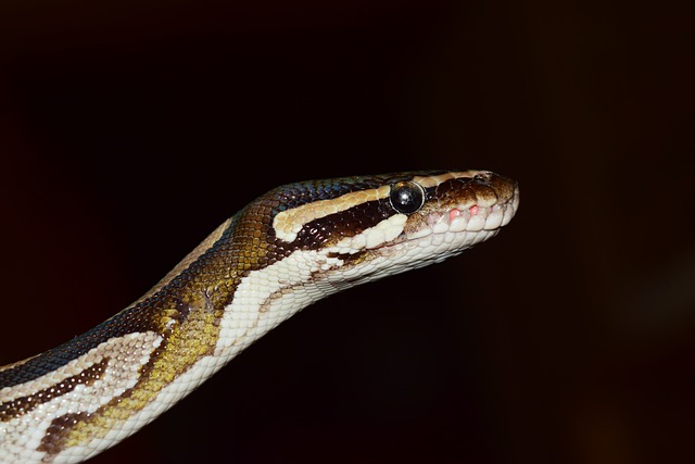 Why Is My Ball Python Drooling? Understanding the Causes and Solutions