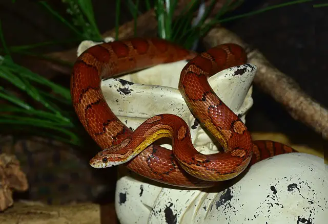 Why Is My Corn Snake’s Tail Rattling? Understanding the Causes and Solutions.