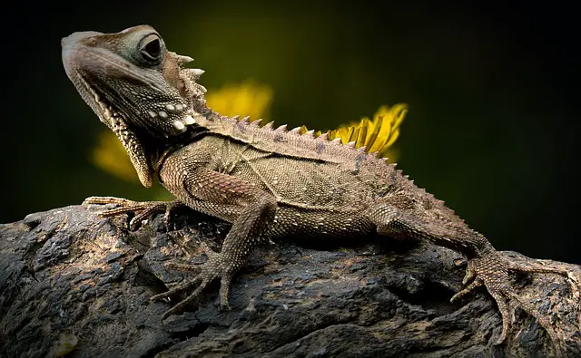 Can You Eat Lizards Raw? Experts Weigh In