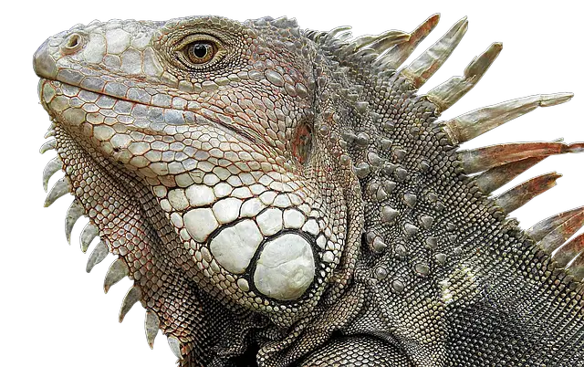 Are Lizards Good Luck? The Surprising Truth Revealed