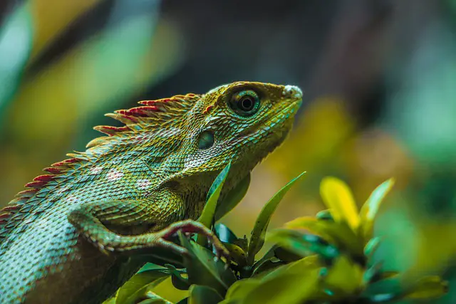 Can HIT Insecticides Harm Lizards? Here’s What You Need to Know
