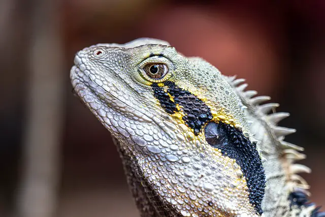 What Lizards Don’t Need a License? A Guide to Lizard Ownership Laws.