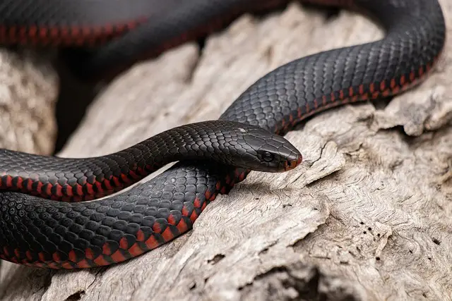 Why Your Snake Won’t Come Out of Its Hide: Possible Reasons and Solutions