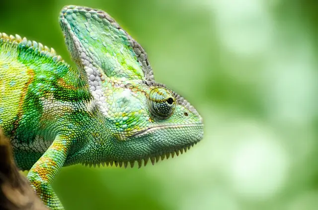 What Happens If a Lizard Gets Too Hot? Understanding the Dangers of Overheating in Reptiles