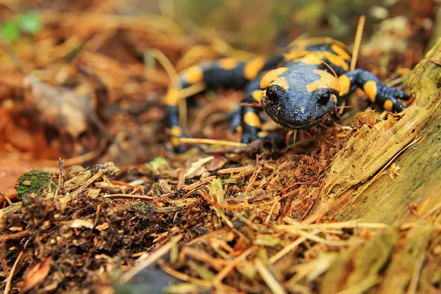 Tiger Salamander: How Long Can They Survive Without Food?