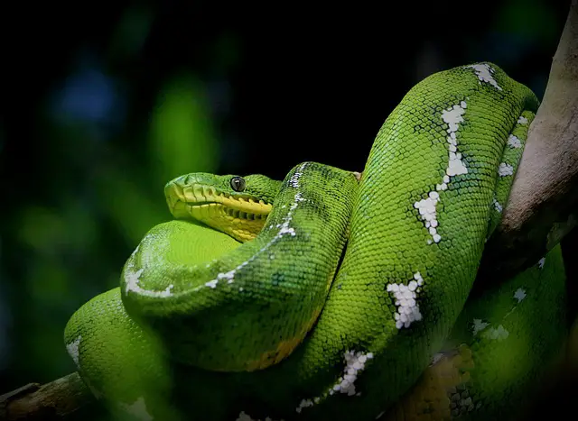 Can Snakes Be Tamed? Exploring the Possibility of Domesticating These Reptiles