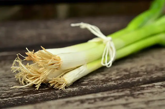 Can Bearded Dragons Eat Green Onions? A Comprehensive Guide