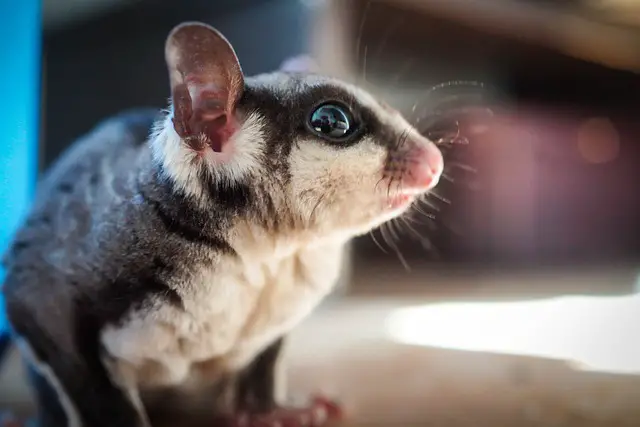 Sugar Gliders and Water: Can They Swim, Bathe Or Get Wet