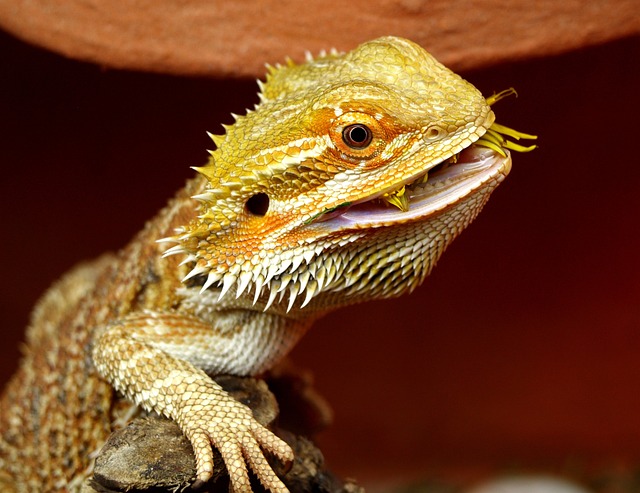 Can Bearded Dragons Eat Hamsters? What You Need to Know