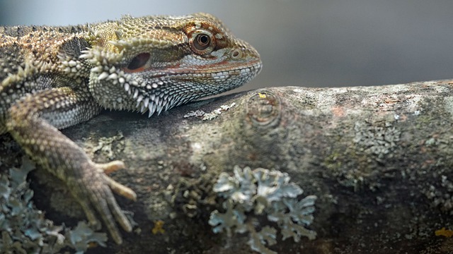 Can a Bearded Dragon Can Take a Bath With Me? Here’s How to Do It Safely