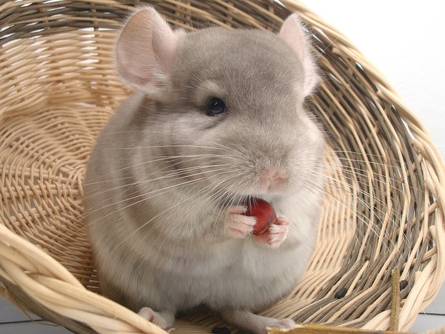 Are Fans Harmful to Chinchillas?