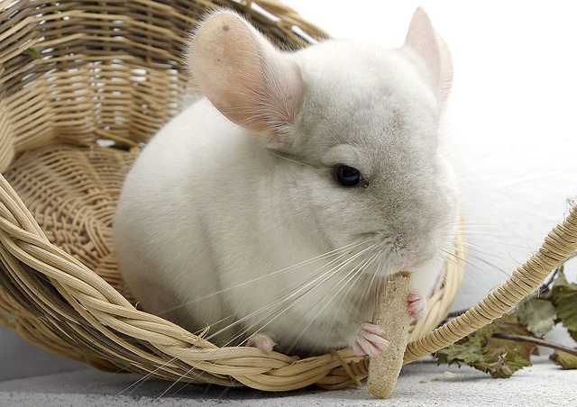 Can You Use Puppy Pads for Chinchillas? Here’s What You Need to Know