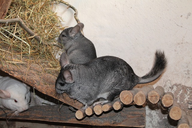Are Wire Bottom Cages Bad for Chinchillas? Here’s What You Need to Know