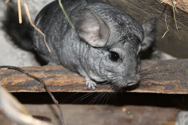 Are Diffusers Harmful to Chinchillas? Expert Opinion