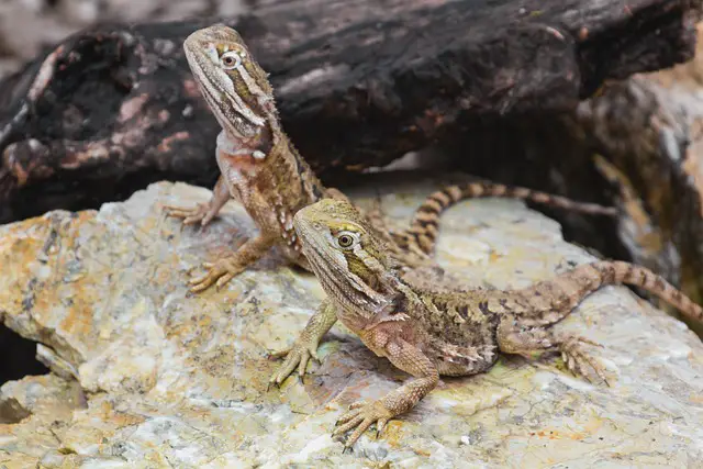 Can I Put a Baby Bearded Dragon with an Older One? Expert Advice