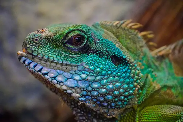 Are Lizards Good Pets: A Comprehensive Guide