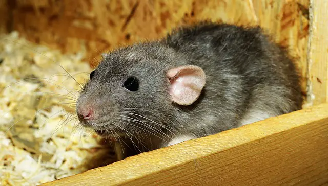 Can Chinchillas Get Wet Tail? Symptoms, Prevention, and Treatment