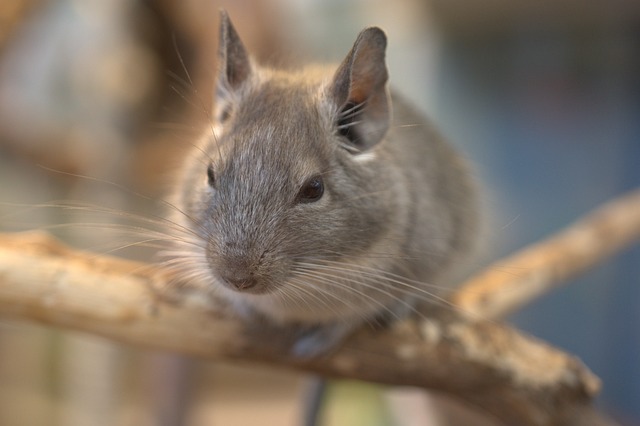 Do Chinchillas Hold Grudges? Exploring Their Memory and Behavior