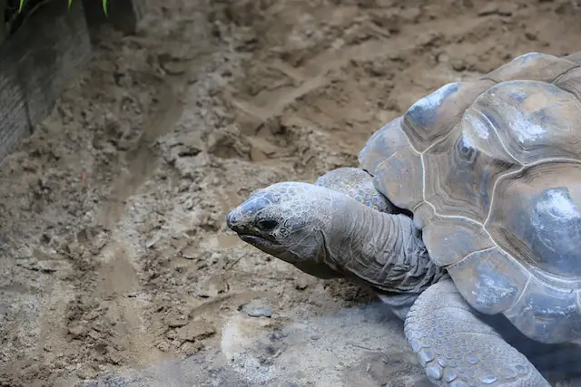 How Fast Can Tortoise Swim? Exploring the Aquatic Abilities of These Slow-Moving Reptiles