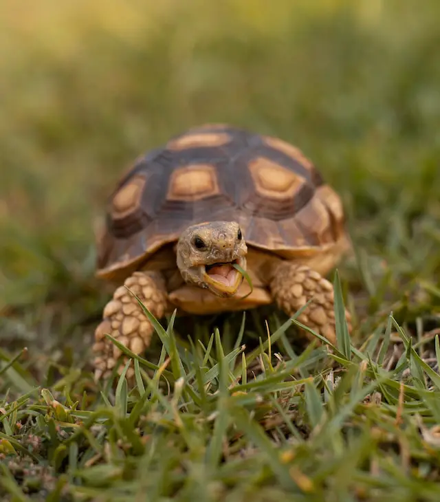 Can You Eat Raw Tortoise: But Should You?
