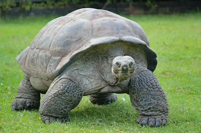 Why Are Tortoises So Slow: The Science Behind Their Sluggish Pace