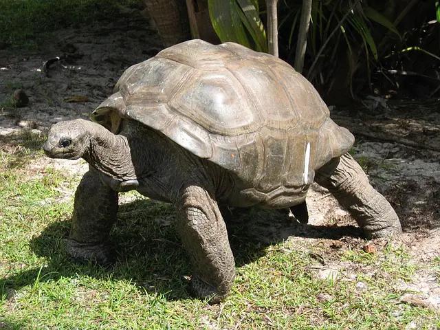 Is Keeping a Tortoise at Home Lucky? The Truth About Tortoise Luck and Superstitions