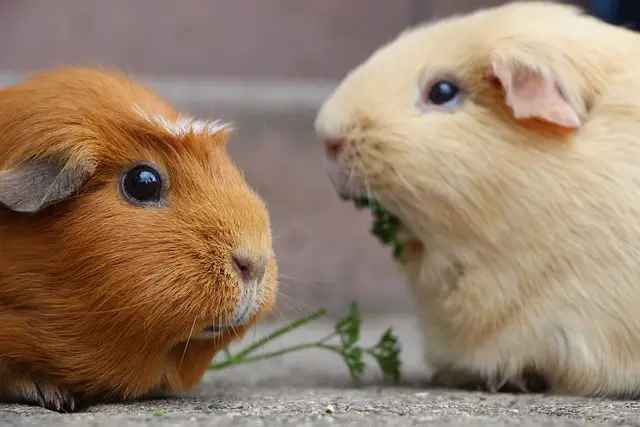 Can Tortoises and Guinea Pigs Live Together? Understanding Compatibility and Risks