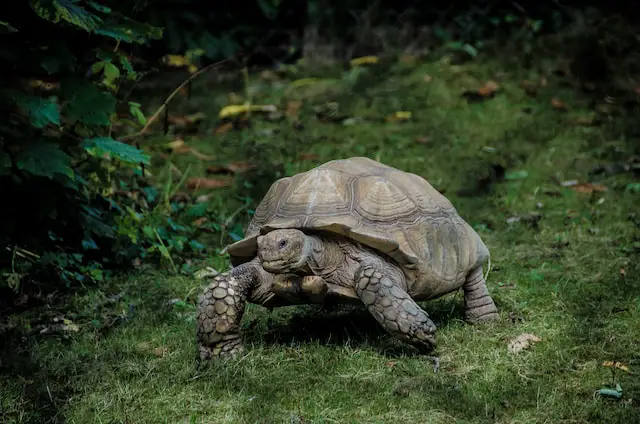 Can You Sleep with a Tortoise? Everything You Need to Know