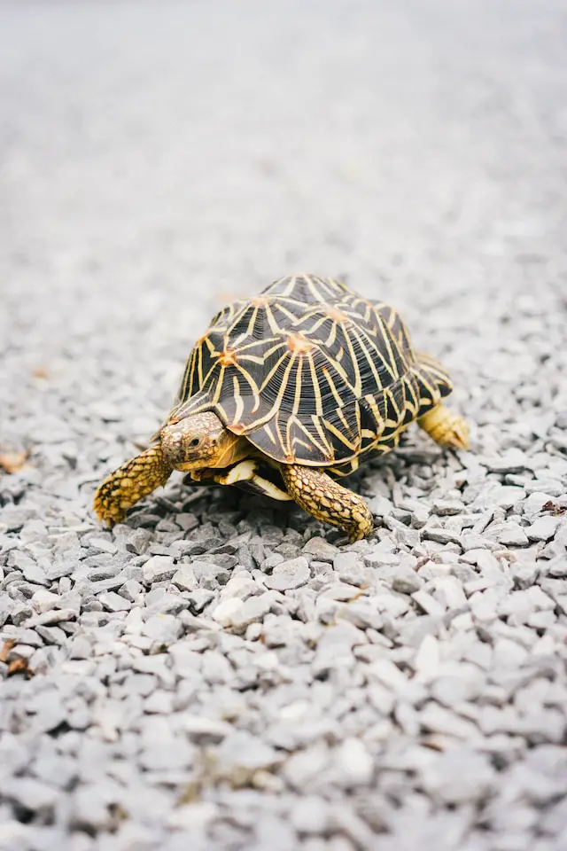 Do Tortoises Have a Sense of Home? You Will Be Surprised