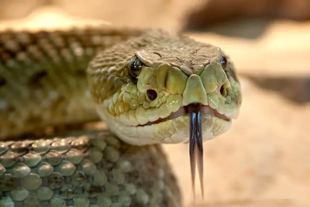 Do Snakes Eat Tortoises? Facts and Myths Debunked
