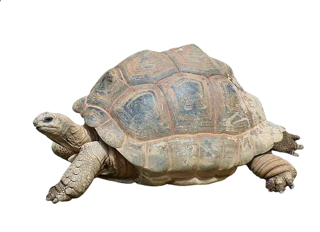Can Different Tortoise Species Coexist? The Surprising Answer