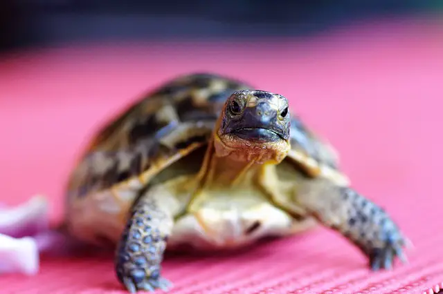 Why Does My Tortoise Keep Scratching the Wall: Possible Reasons and Solutions
