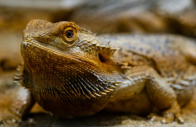 How Long Can a Bearded Dragon Go Without Food? Expert Answers and Care Tips