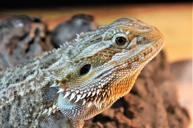 Do Bearded Dragons Need Shots? Expert Opinion and Answers.