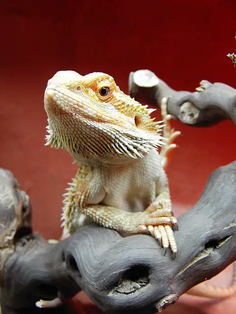 Why Bearded Dragons Can’t Breathe on Their Back: Explained