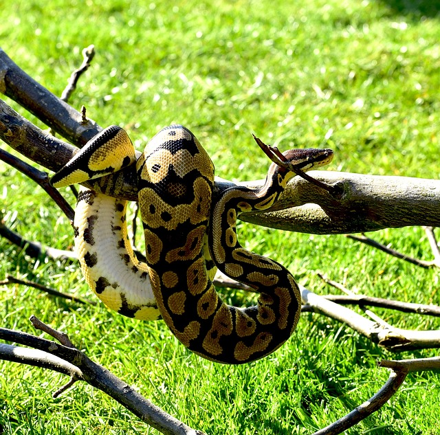 Is It Safe to Let a Ball Python Wrap Around Your Neck? Expert Opinion and Facts