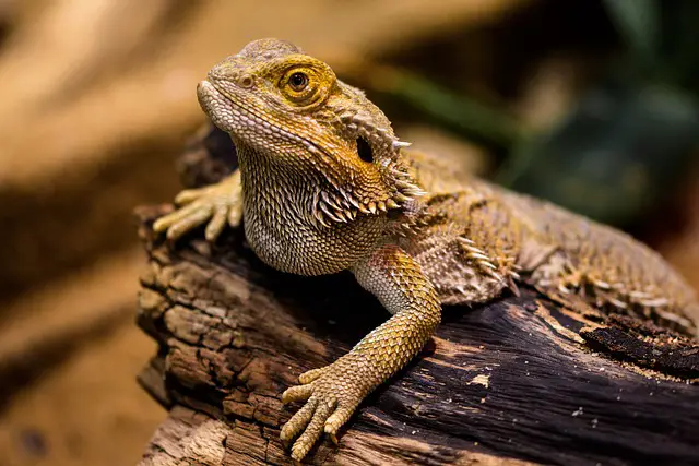 When and How Do Bearded Dragons Attack: Understanding Their Behavior