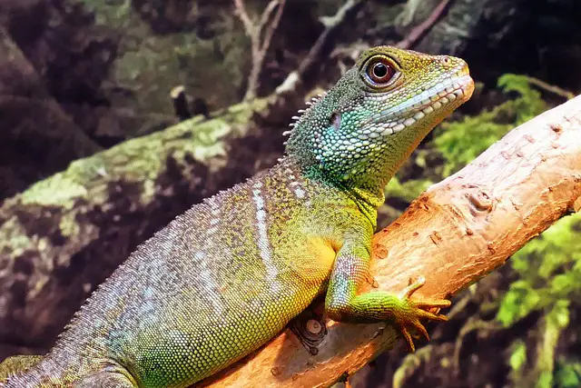 What Can Chinese Water Dragons Live With? Ideal Tank Mates and Habitat Requirements