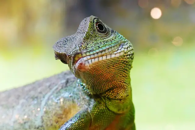 Do Chinese Water Dragons Smell? Everything You Need to Know