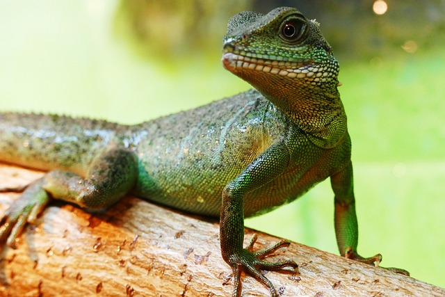 Can a Chinese Water Dragon Grow Its Tail Back? Exploring the Regeneration Abilities of These Reptiles