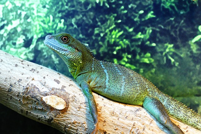 How Many Chinese Water Dragons Are Left in the Wild?